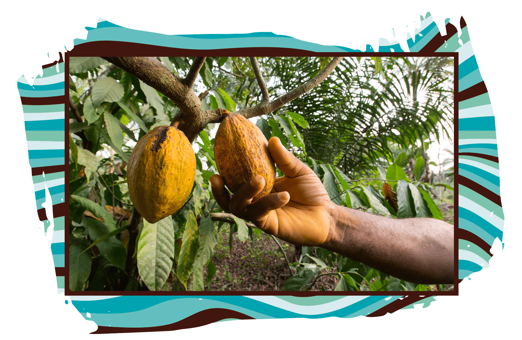 Hand picking Cocoa Beans